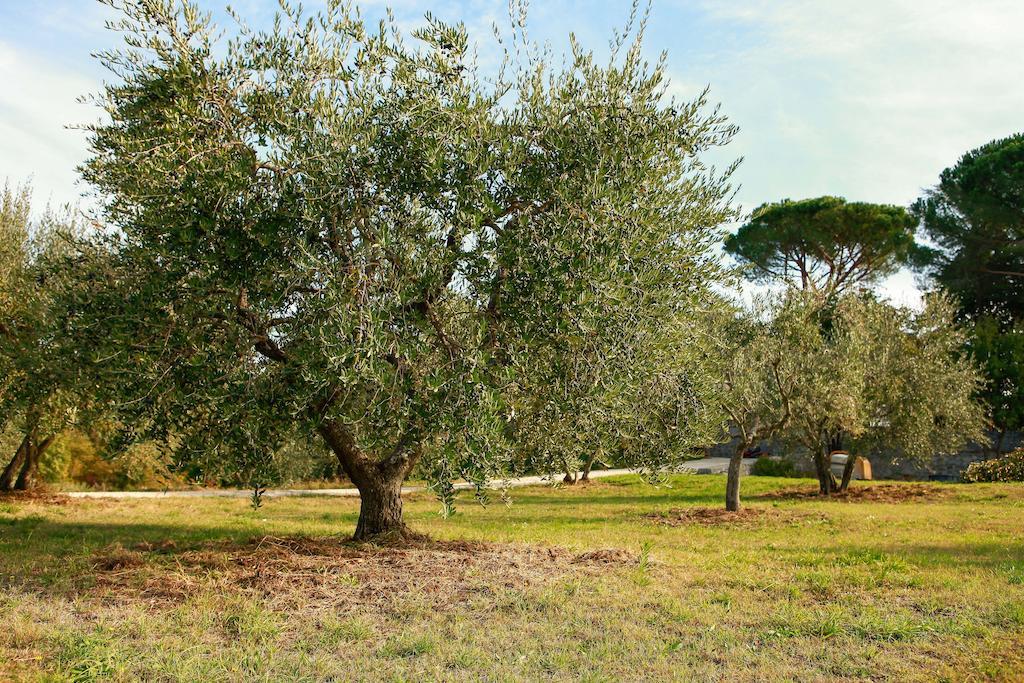 Villa Degli Ulivi Viterbo Ruang foto